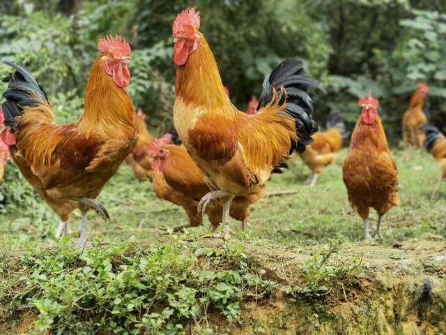 四川省民生研究会新媒体中心-官网