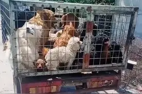 江苏：漂亮金毛也上狗肉车？当小哥想要多救几只时，狗贩：不行图片