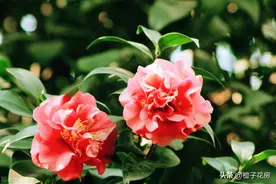 家中山茶花要怎么样才会叶绿花多？记住这4句顺口溜，你也能养好图片