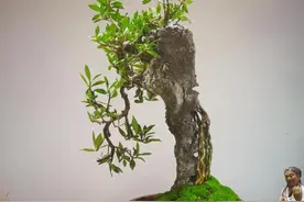 盆景搭配苔藓，美观不止一点点，但搭配苔藓要注意这3点图片