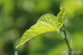 菠菜韭菜靠边站，桑叶才是春季“第一养肝”菜，炒菜煮汤都特鲜图片