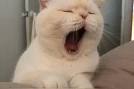 原创劝告：不要让猫“上床”睡觉！亲身经历过告诉你为什么图片