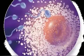 从受精卵到新生儿，40周，胎宝宝每周有啥变化？图片