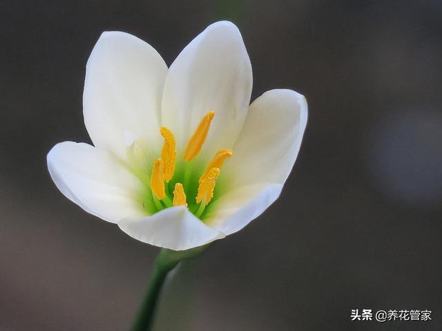 十种常见的兰花花语，你喜欢哪一种？