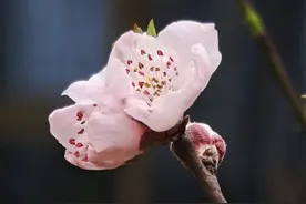 春讯已至！白云区的花都开了图片
