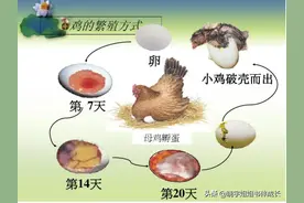 这些动物是如何产蛋、孵蛋、小动物多久才能出壳的？图片