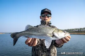 海鲈鱼的5个觅食特点，海鲈鱼吃饵的规律图片