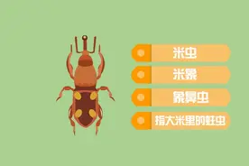 大米中的黑色小虫子是什么来头？图片