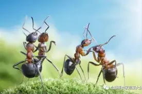 家里有蚂蚁不用开水烫！一个简单方法，蚂蚁来多少灭多少图片