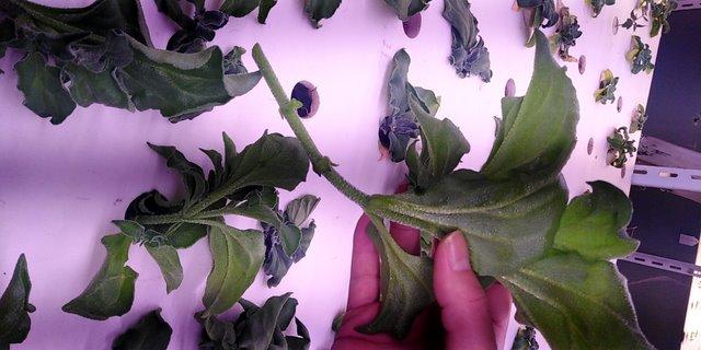 冰菜生物学特性及气雾培生产技术