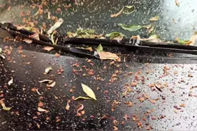 车停树下一宿，车身落了一层“胶水”图片