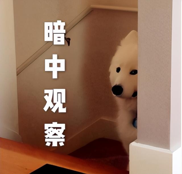 Ϊʲôϲװԭô˼
