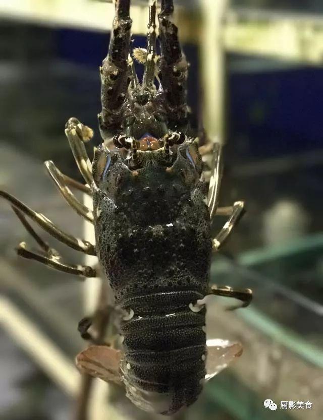 什么海鲜胶原蛋白最多 2025年海鲜含有胶原蛋白吗