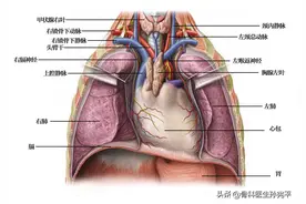 解剖图谱｜堪称经典的心脏解剖图谱，力荐收藏图片