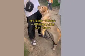 狗是人类最忠诚的伙伴，没有买卖就没有杀害，从我们自身做起。图片