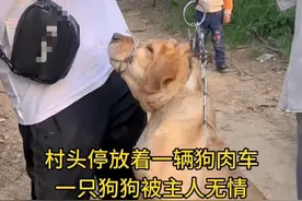 狗是人类最忠诚的伙伴，没有买卖就没有杀害，从我们自身做起。图片