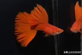 新手养孔雀鱼？该买什么品种的？哪些最皮实？图片