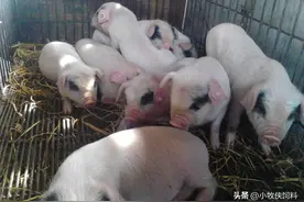 小猪怎么喂才长得快呢？小猪喂什么饲料长得快又健康？收藏学习图片