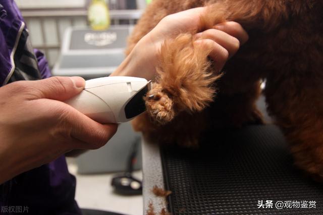 泰迪修剪美容剪毛教程，怎样给泰迪美容