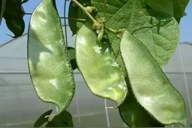 扁豆角怎么做好吃？三种做法，吃它正当时图片