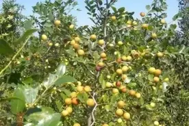 酸枣，我们叫圪针图片