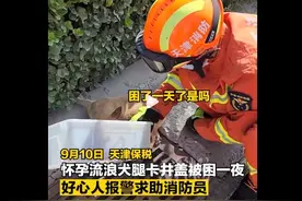 天津保税 怀孕小狗卡井盖，居民联合消防救援图片