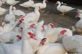 番鸭细小病毒病（ 三周病）的症状与防治图片