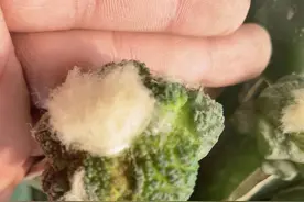 专业仙人掌，仙人球嫁接养殖图片