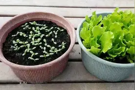 阳台如何种生菜？只要一个花盆就够了，长势旺又肥又壮，很美味图片