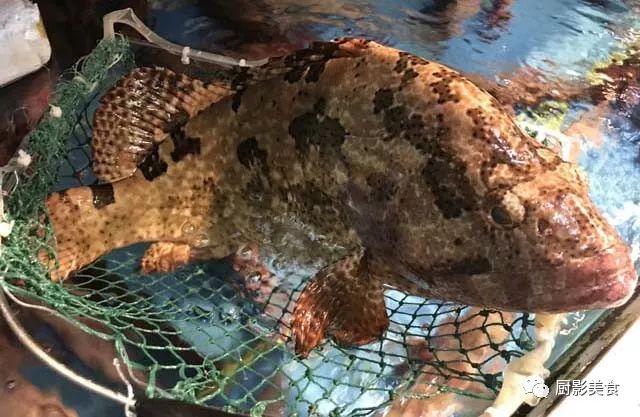 40头的花胶是几级 2025年花胶40头是什么意思?