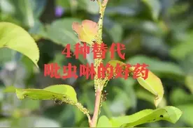 吡虫啉打不住虫了？这4种杀虫剂替代它，各种蚜虫都治效果非常好图片