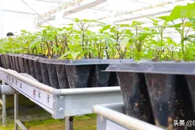 河北邱县：“蜂蜜红薯”促进县域特色产业发展图片