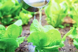 发酵的肥料发臭长蛆怎么办，能用吗？轻松两招就解决图片