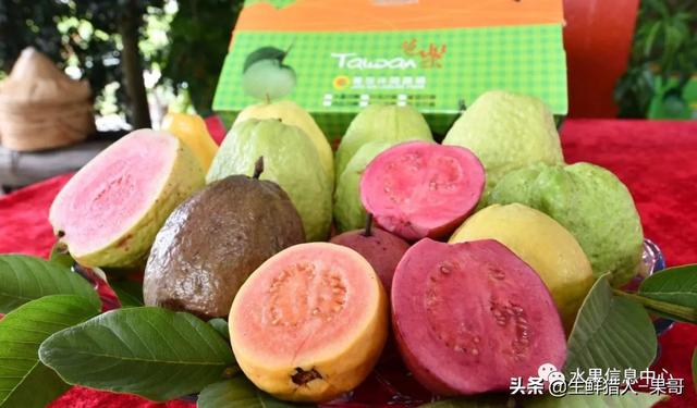 小众水果芭乐，又被茶饮店们带火了，最全芭乐说明书