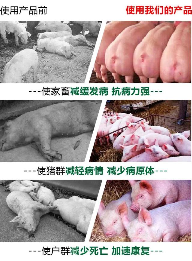 猪消瘦、鸡产蛋率下降！快找芪补金维颗粒，畜禽营养保证新引擎