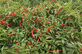 高产朝天椒品种，亩产干椒260-350公斤！抗病性好，持续采收期长图片