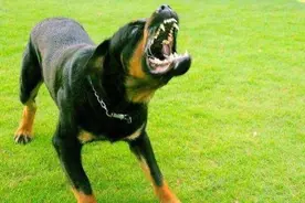 养狗的朋友注意！重庆10月1日起这些犬种禁养图片