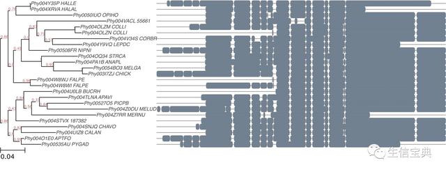 ETE构建、绘制进化树