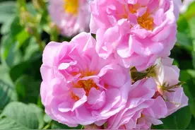 科普，如何区分“蔷薇三姐妹”月季、玫瑰和蔷薇，记住四点就够了图片