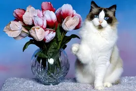 为什么要养猫，因为养猫的好处太多了，听我给您慢慢说图片