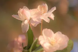 “喜欢是放肆，而爱是克制”，这话说得一点没错图片