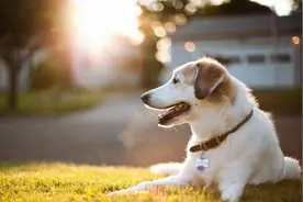 从狗子的哪些行为表现中可以看出，狗子是把你当父母还是当成孩子图片