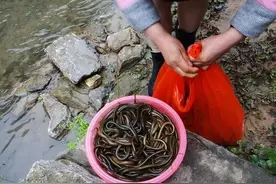 真实因果故事：戒杀放生，功德无量图片