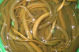 黄鳝寿命，环境、性逆转、疾病、寄生虫四大因素的综合作用图片