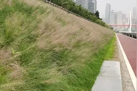 皮肤痒怎么办 为什么越抓越痒 搔抓能止痒吗图片