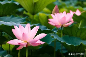 七月初二开天门，如果下雨半月阴：开天门是啥意思？下雨是啥预兆图片