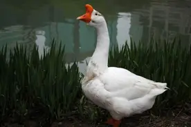 大白鹅的嘴到底有多恐怖，扒开一看吓一跳，比它更可怕的还有四种图片