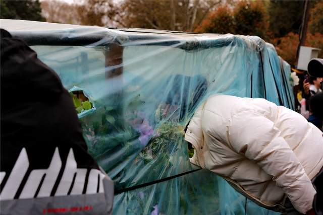 中国洛阳牡丹文化节每日花情专题播报之一含苞欲放