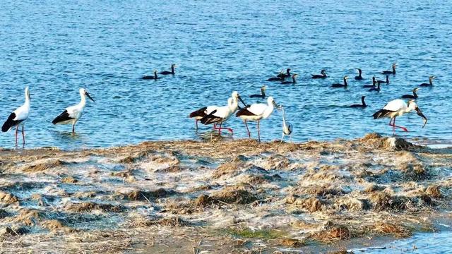 黄山奇遇记：冬观候鸟，野探短尾猴，一场徒步自然的探索之行