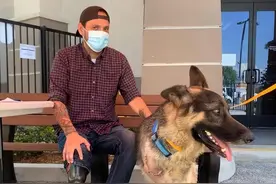 截肢后的德牧看到新主人的那刻，网友泪目：这是最好的安排图片